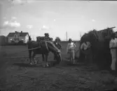 Slåtter. Fyra män och en häst på slotterängen.