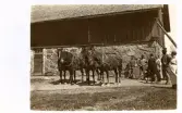 Flera hästar uppradade framför en lada med människor som står bredvid i gårdsmiljö. Text baksida kort: 