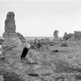 Familjen Erikssons tältsemestrar med bil på 1950- och 1960-talet. Familjen vid Folkhammars raukfält vid Ljugarn på Gotland 1959. På bilden från vänster Thomas, Björn, mamma Gun-Britt och Bodil.