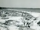 Familjen Erikssons tältsemestrar med bil på 1950- och 1960-talet. Vy över stranden på Sudersand på Fårö, Gotland 1959.