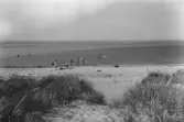 Påarps havsbad. Strandvy med sandstrand och badande. Sanddyner. Förlag: Tage Rosander, Trönninge.