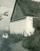 Vitputsad husgavel med sannolikt vasstak, vilket var standard för danska gårdar på Själland, samt några gäss och en tvättlina vid en gård i Huleröd. Danmark 1920.