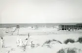 Strand vid Hornbaek, med klassiska badhytter på hjul. Dom var vanliga vid sekelskiftet och en bit in på 1900-talet för att erbjuda badgästerna avskildhet vid ombyte. Danmark 1920.