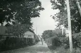 Vy över en idyllisk gata med trähus, staket och lummig grönska i Torekov, Skåne 1922.