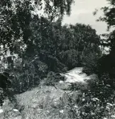 Naturområde runt kustlinjen vid Torekov, Skåne 1922.