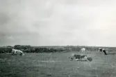Kor på strandhedarna i Torekov på Bjärehalvön, Skåne 1922.