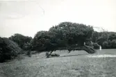 Karaktäristiska träd och natur från Hallands Väderö, Skåne 1922.