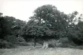 Karaktäristiska träd och natur med tandläkare Gunnar Högberg stående under ett träd på Hallands Väderö, Skåne 1922.