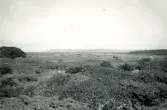 Landskap med buskklädda betesmarker på Hallands Väderö, en ö belägen utanför Torekov i nordvästra Skåne 1922.