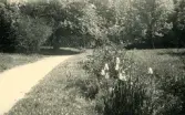 Lummig och blomsterrik park i Visby, Gotland 1927