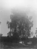 Svartvitt fotografi av ett stort lövträd i landsbygdsmiljö. I bakgrunden syns skog och en mindre byggnad. Tidigt 1900-tal.