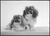 Ateljé Mira. Beställare: Fru Veterinär Pettersson