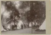 Studentmötet på Wik, Uppland 1900