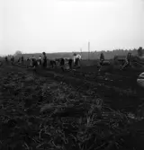 Potatisplockning 1942. 
Ett antal unga kvinnor plockar upp potatis på en åker.