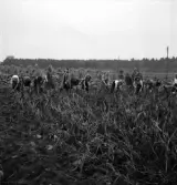 Potatisplockning 1942. 
Ett antal unga kvinnor plockar upp potatis på en åker. I bakgrunden
syns en åker med sädesskylar.