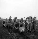 Potatisplockning 1942. 
Några unga kvinnor samlar upp potatis på en åker.