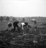 Potatisplockning 1942. 
Några unga kvinnor hackar upp potatis på en åker. Någon slags verkstad
eller liten fabrik, skymtar i bakgrunden.