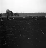 Potatisplockning 1942. 
Några unga kvinnor plockar upp potatis på en åker.