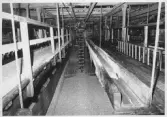Kvarnsvedens pappersbruk, (48)  Massaösare 1980-09-26