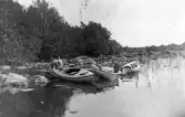 Paus på kanottur i Roxen, 1912