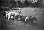 Oxskjuts från Örnkulan till sjön Botaren vid Brevens Bruk, 1921