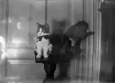 Katten Susanne och apan Mary på Örebro regemente, 1914