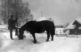 Man med häst på Västgöthyttan, 1915