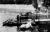 Badande hästar vid färja, 1910-tal