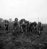 Potatisplockning 1942. 
Ett gäng glada potatisplockerskor plockar potatis på en åker. I bakgrunden
skymtar en bondgård.