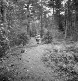 Orientering 1942. 
Några elever springer iväg bort på en skogsväg.