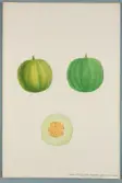 Sveriges kulturväxter. Illustration utförd av Henriette Sjöberg. Melon, räfflad, grön, klängande, Vest à somé Paris. Odlad Ultuna 1876. Inv. nr. C101 : 514.