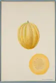 Sveriges kulturväxter. Illustration utförd av Henriette Sjöberg. Melon, nätmelon, Gros à fond gris. Odlad Ultuna 1876. Inv. nr. C101 : 518. Jämför NMA.0098459.