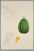 Sveriges kulturväxter. Illustration utförd av Henriette Sjöberg. Pumpa, prydnadspumpa, flaskformig. Odlad Ultuna 1876. Inv. nr. C101 : 523.