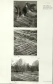 Skansen. Arbetsliv.  Linberedning. Linet läggs ut till rötning av trädgårdsarbetare Fritz Olsson. Skansen 1955.