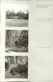 Skansen. Arbetsliv.  Kolning. Bildserie visandes milans resande, påtändning och släckning. Se: NMA.0207413 - NMA.0207434