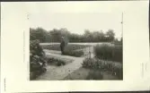 Skansen. Botaniska avdelningen. Trädgårdsmästare A. E. Svensson bland odlingarna.