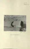 Skansen. Byggnader. Dala- och Moragården under flytten och uppförandet.
 Bergkarlåsloftet. Avsågad Skatustocksbärare.