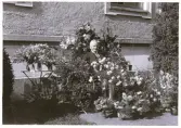 Exteriör av borgmästarvillan i Sölvesborg, som idag huserar Hotell Humbla, uppfördes 1903 av borgmästare Philibert Humbla( 1863-1925). Far till Philibert Humbla, museiman och svensk konsthistoriker (1896-1952) som 1940 blev förste chef vid Gävle museum (källa Wikipedia). En man sitter utanför, vid husfasaden, omgiven av blombuketter, troligen en bemärkelsedag.