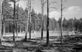 Vykort, 