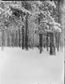 Skogsmark, Uppland