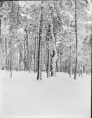 Snölandskap, Uppland