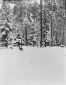 Hund i snölandskap, Uppland