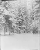 Snölandskap, Uppland