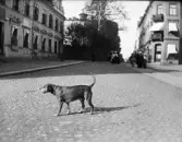 Hund på Gamla torget, Uppsala