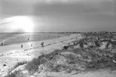 Vy över Olofsbo havsbad mot norr med sanddyner, strandstugor och fyren på Morups tånge i fjärran.