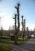 Taxinge-Näsby herrgård