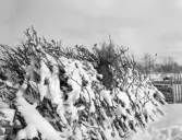 Vinterland
