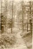 Granitz, naturskyddat skogsområde på ön Rügen, sommaren 1930 (enligt text i album).