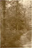 Granitz, naturskyddat skogsområde på ön Rügen, sommaren 1930 (enligt text i album).