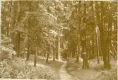 Granitz, naturskyddat skogsområde på ön Rügen, sommaren 1930 (enligt text i album).